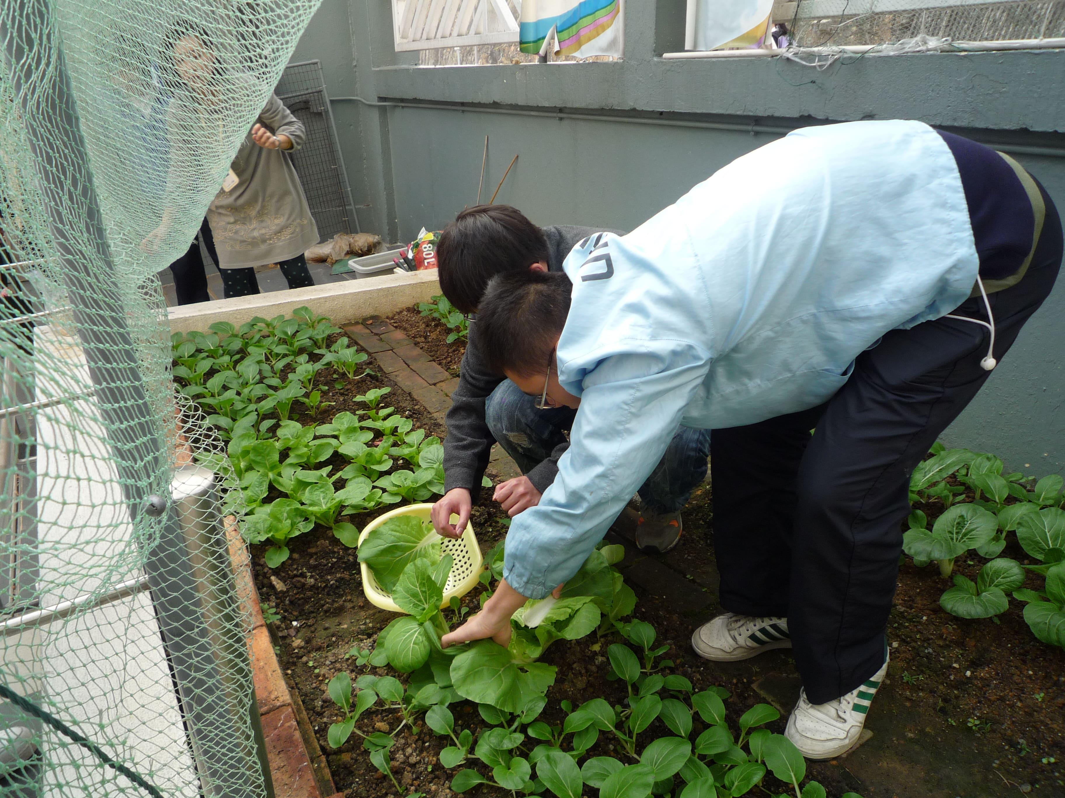 Students enjoyed their harvesting